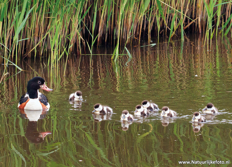 Common shelduck with young postcard (0479)
