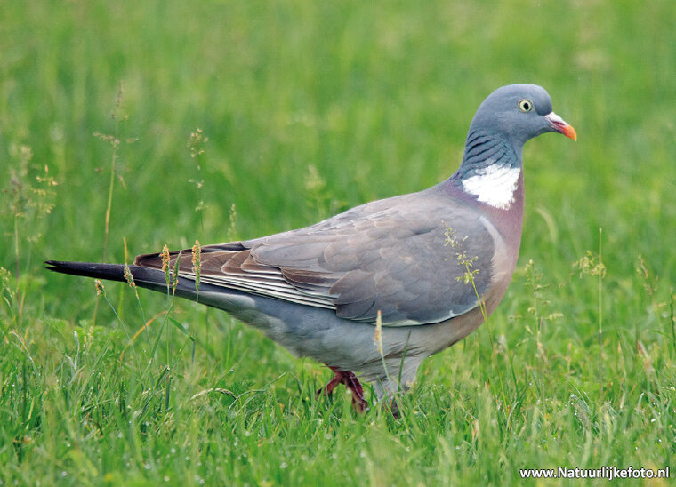Common wood pigeon postcard (0480