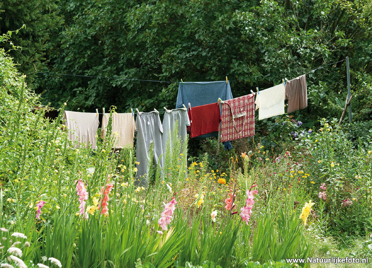 Washing line postcard (0481)