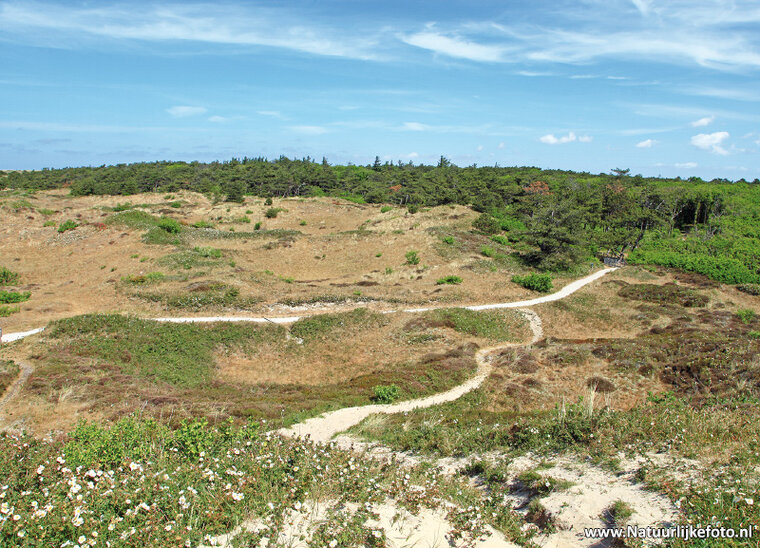 Dunes of Texel postcard (0482)