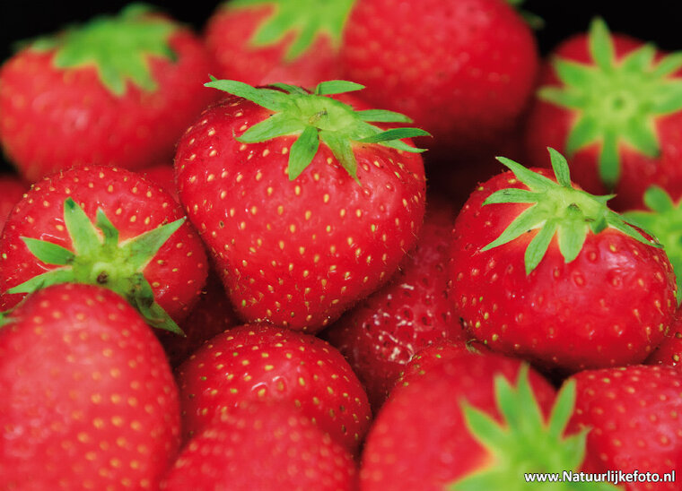 Strawberries postcard (0483)