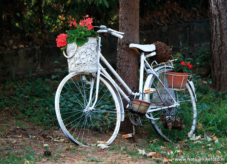 Bicycle postcard (0487)
