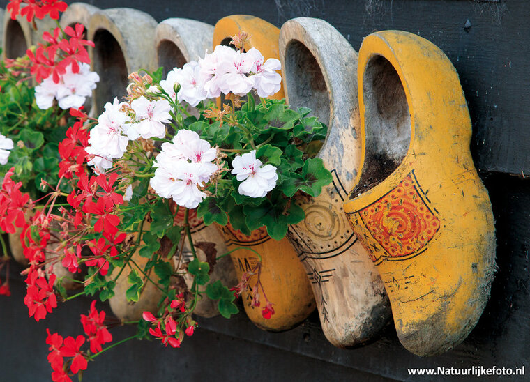Clogs with geraniums postcard (0491) Clogs with geraniums postcard (0491)