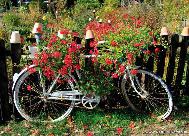 Bicycle with geraniums postcard (0492) Bicycle with geraniums postcard (0492)
