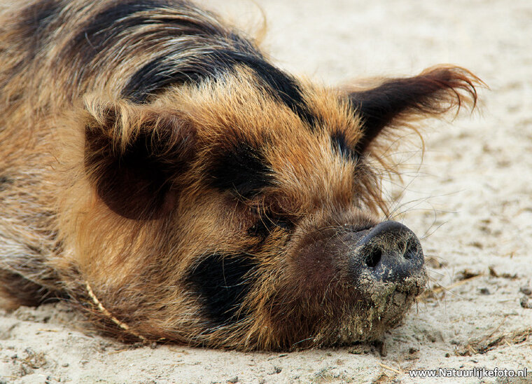 Pig postcard (0493) Pig postcard (0493)
