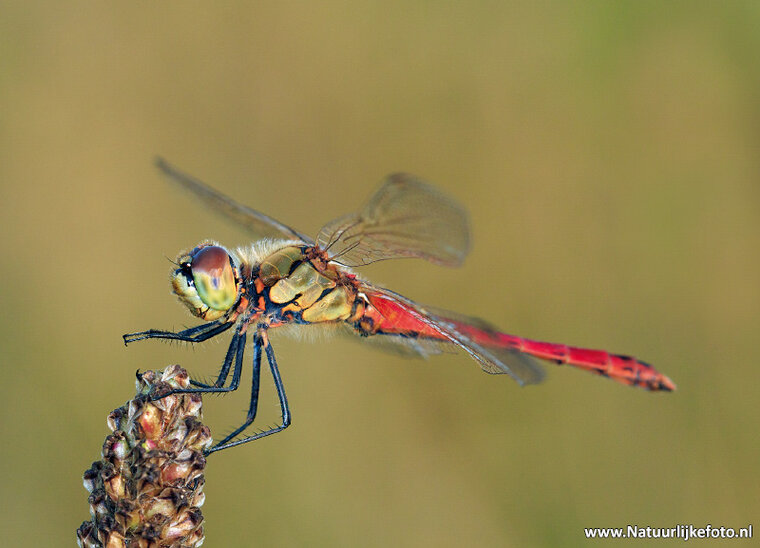 Heather dragonfly postcard (0494)