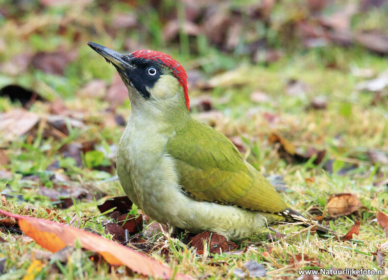 Green woodpecker postcard (0495)