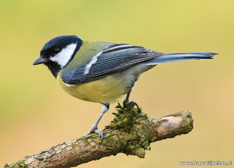 Great tit postcard (0497)
