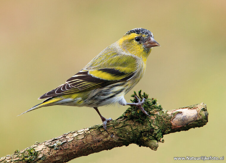 Eurasian siskin postcard (0499)