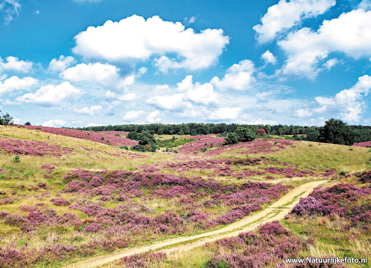Posbank by Arnhem postcard (0302)