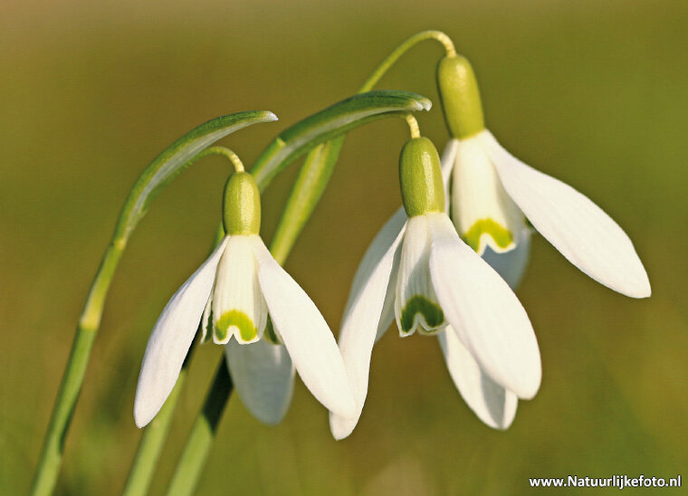 postcard snowdrop (0314)