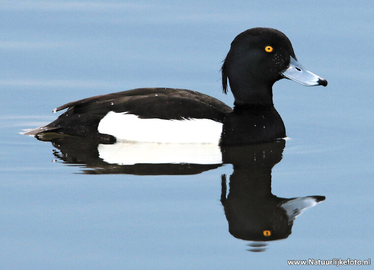 Tufted duck postcard (0317)
