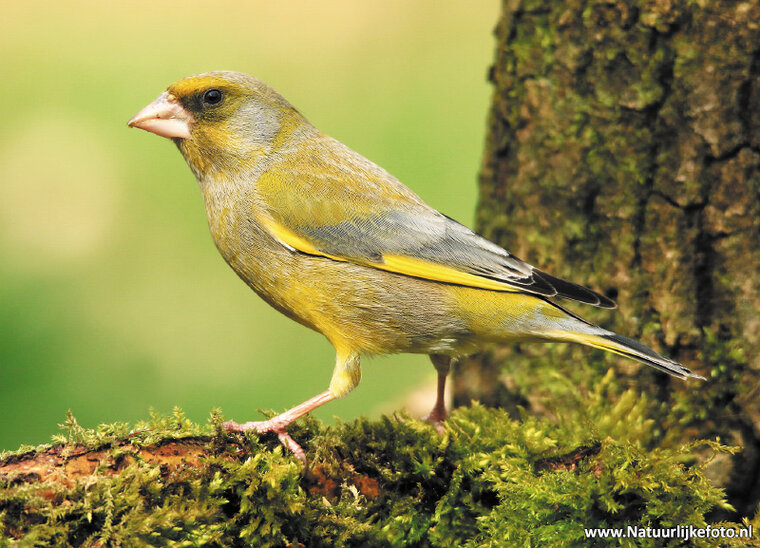 European greenfinch postcard (0320)