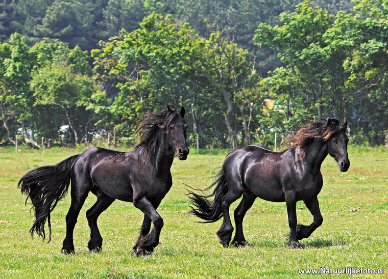 Friesian horses postcard (0336)