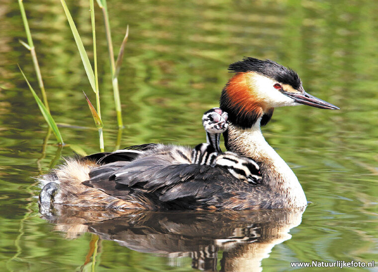 Grebe with young postcard (0337)