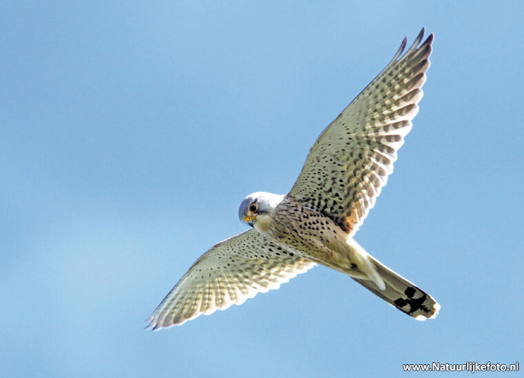 Common Kestrel postcard (0350)