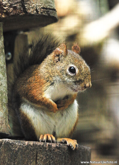 American red squirrel postcard (0352) American red squirrel postcard (0352)