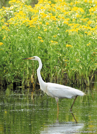 Great egret postcard (0358)