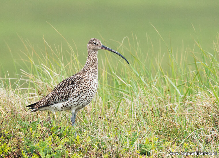 Eurasian curlew postcard (0359)