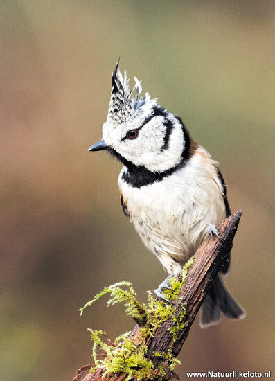 European crested tit postcard (0360)