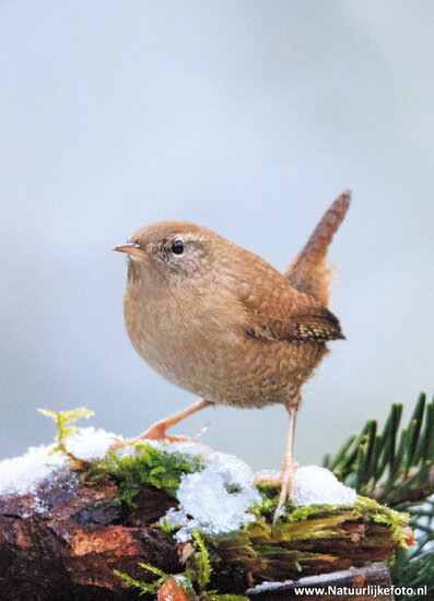 Eurasian wren postcard (0364)