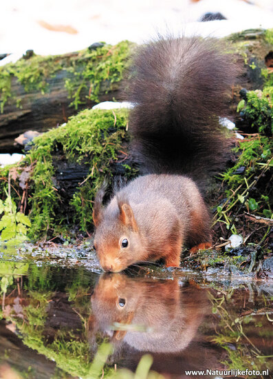 Drinking Red squirrel postcard (0369)
