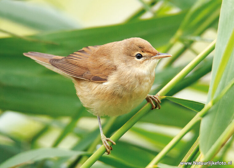 Marsh warbler postcard (0372)