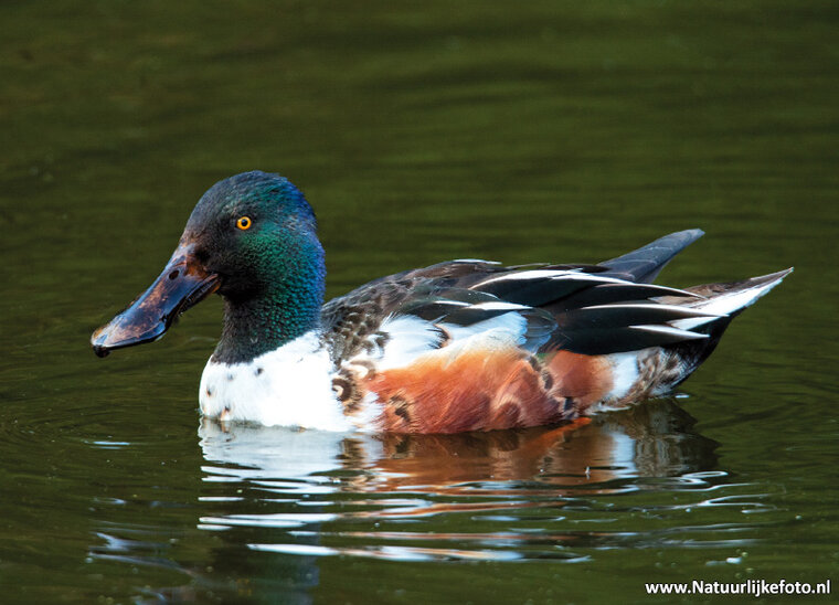 Northern shoveler postcard (0373)