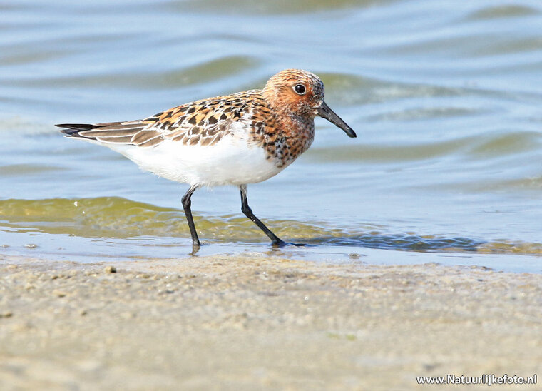 Little stint postcard (0374)