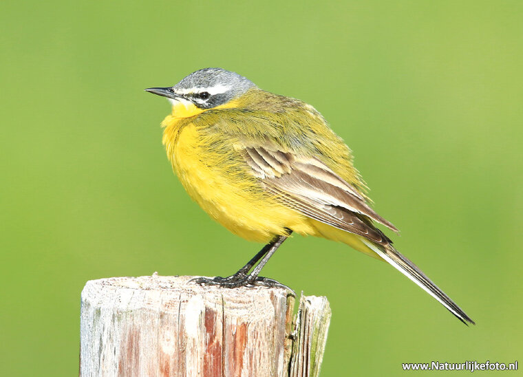 Western yellow wagtail postcard (0376)