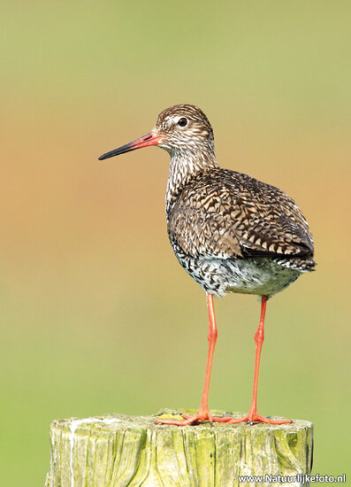 Common redshank postcard (0377)