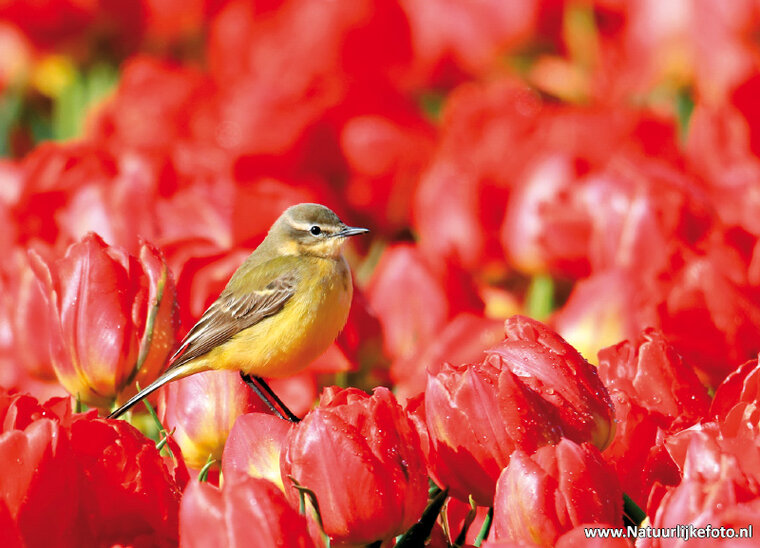 Western yellow wagtail with tulips postcard (0379)