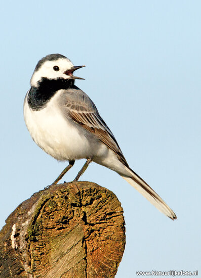White wagtail postcard (0380)