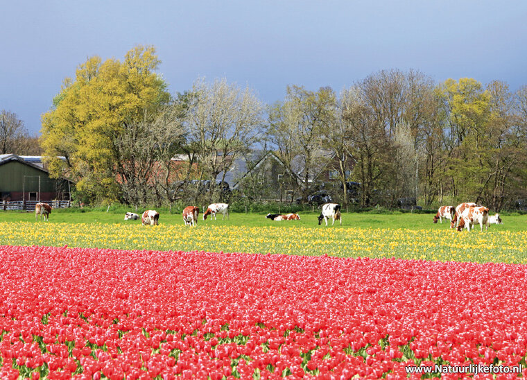 Tulip field with cows postcard (0384)