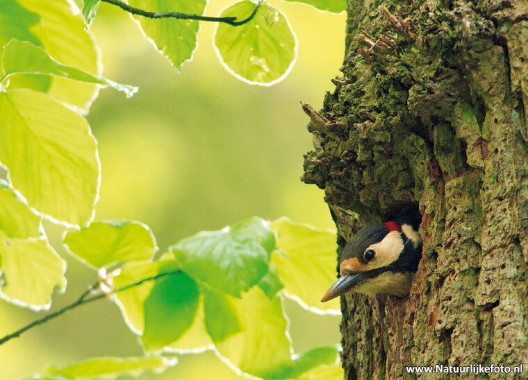 Great spotted woodpecker postcard (0386)