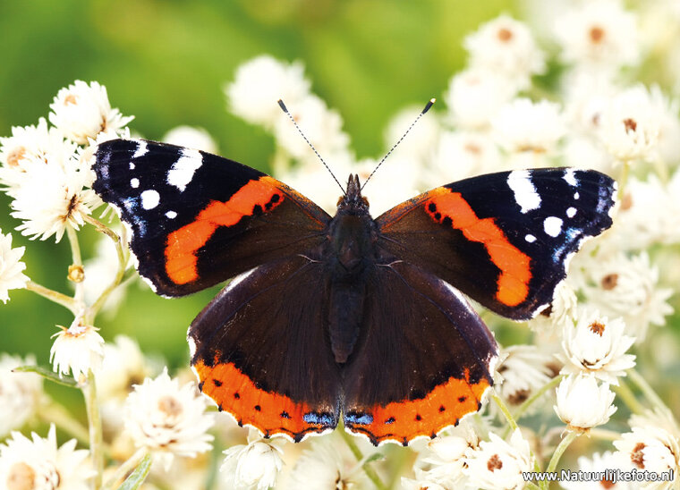 postcard red admiral butterfly (0205)