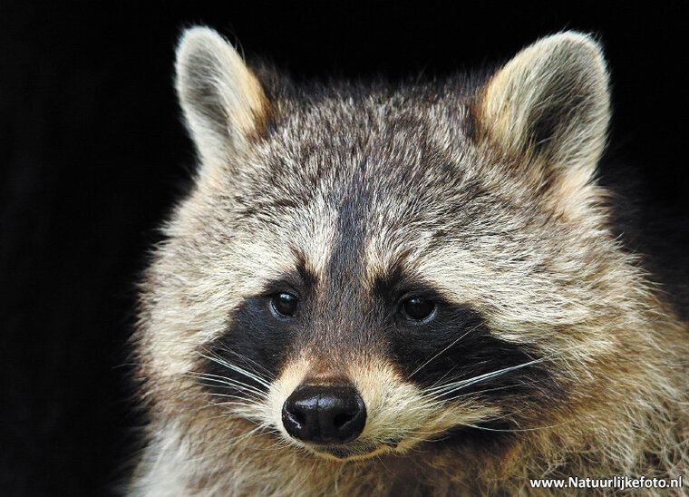 Raccoon postcard (0207)
