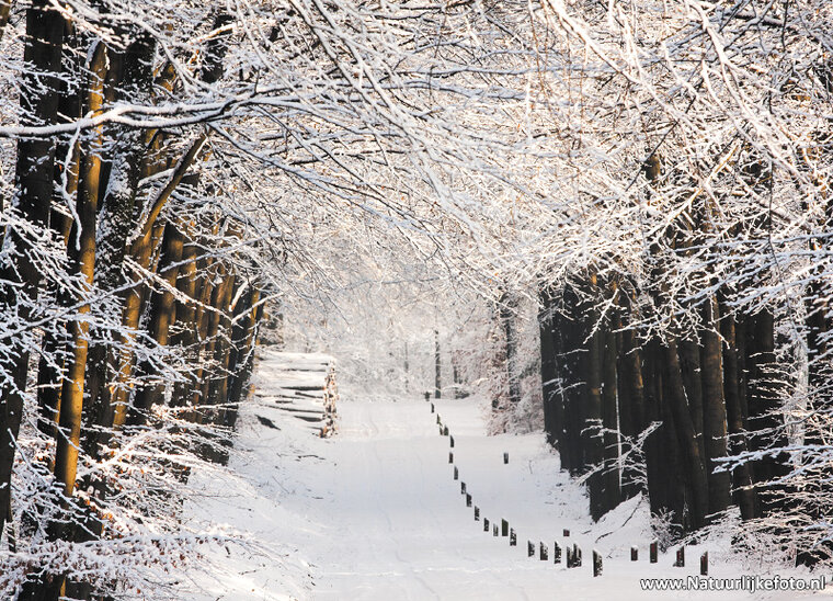Winter postcard - lane (0213)