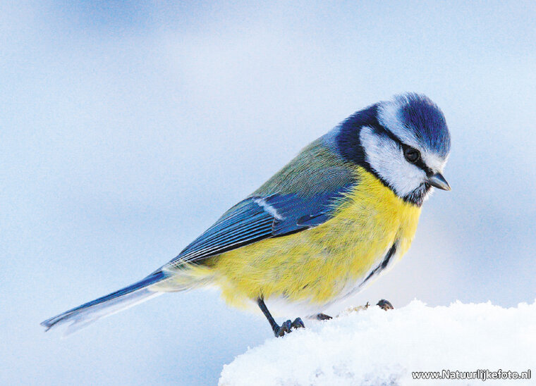 Eurasian blue tit postcard (0220)