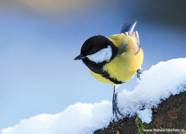 Great tit postcard (0221)