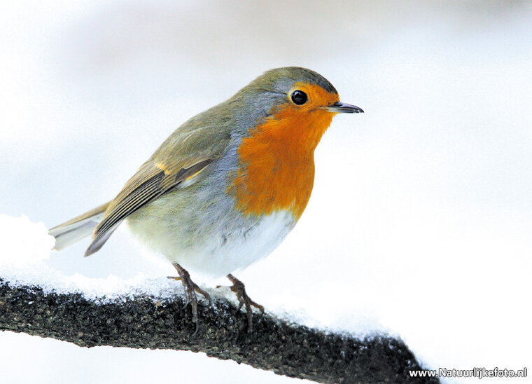 Robin postcard (0222)