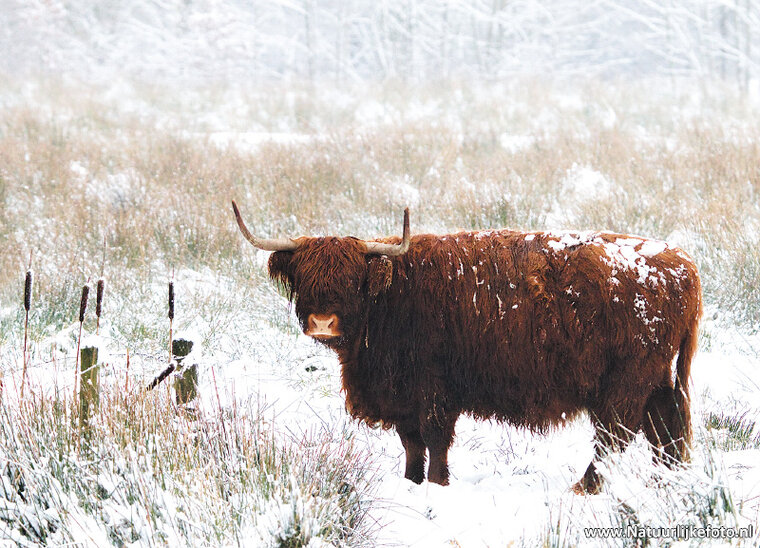 Highland cattle postcard (0228)