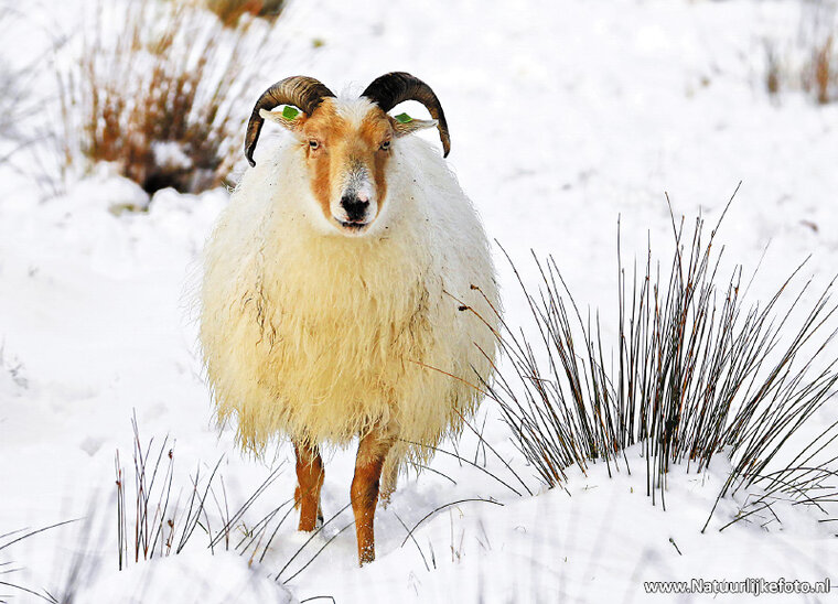 Drents moorland sheep postcard (0229)