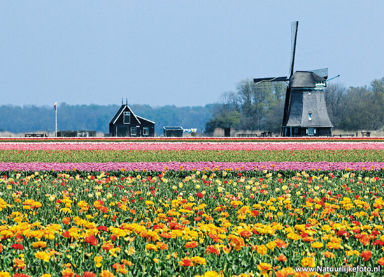 Mill O-T postcard (0230)