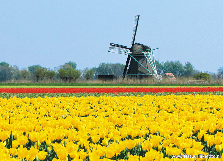Mill P postcard - Oudesluis (0231)