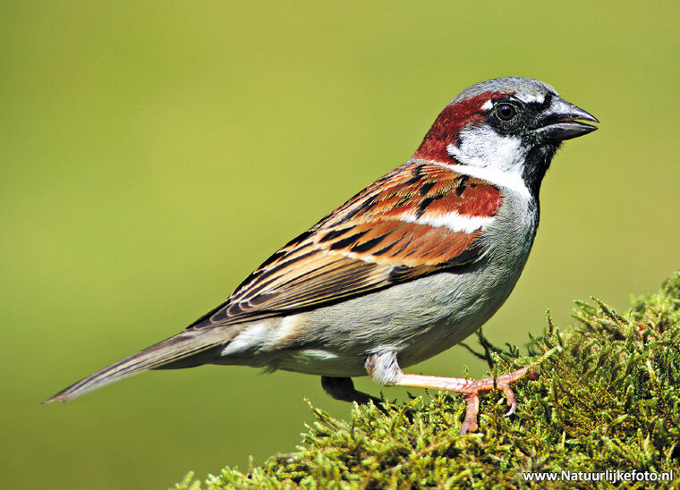 House sparrow postcard (0234)
