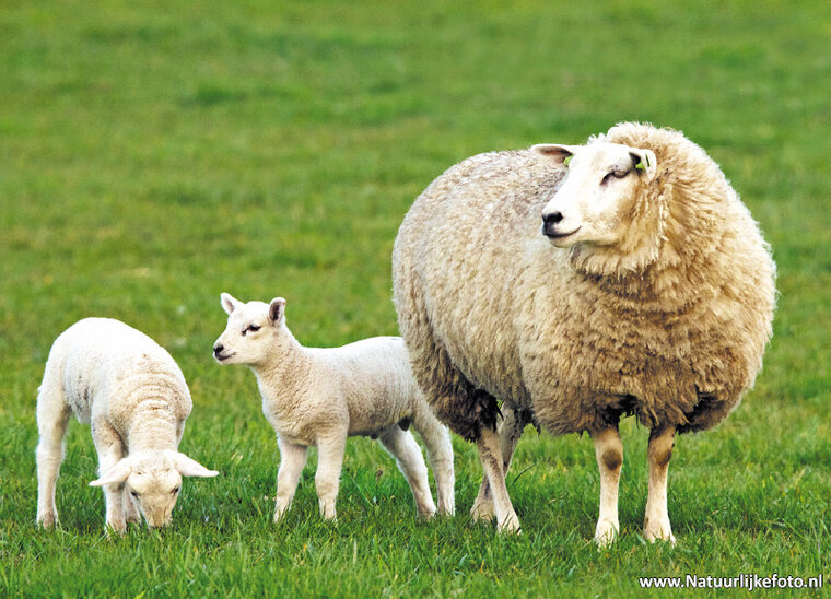 Sheep with lambs postcard (0238)