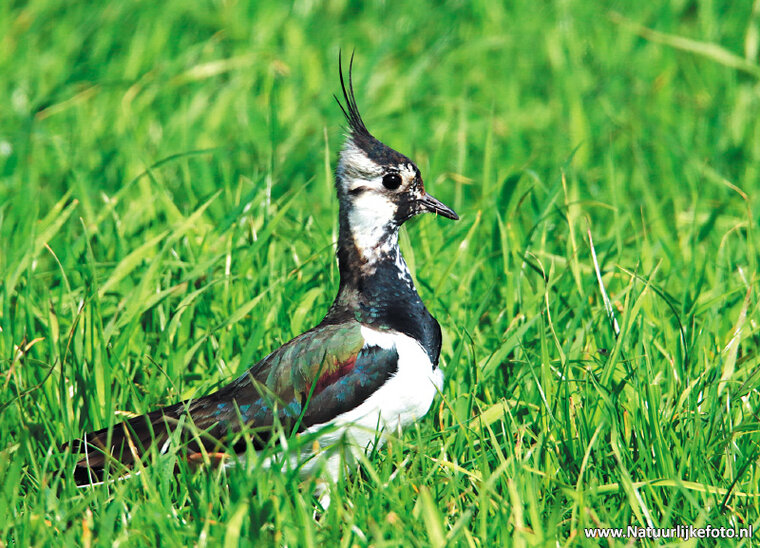 Northern lapwing postcard (0245)