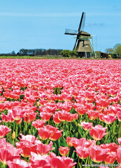 Polder mill P postcard (0246)