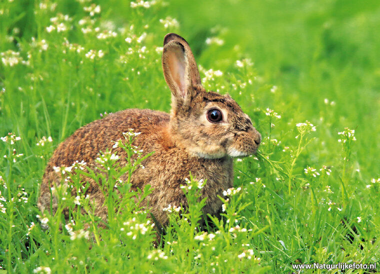 Rabbit postcard (0250)